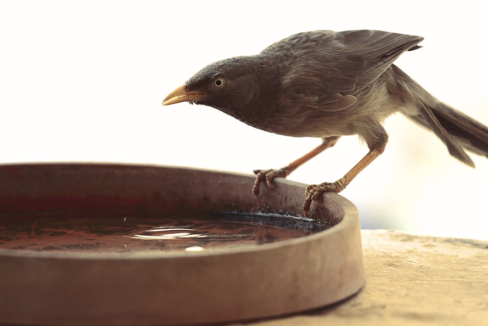 brown bird on bowl with body of water