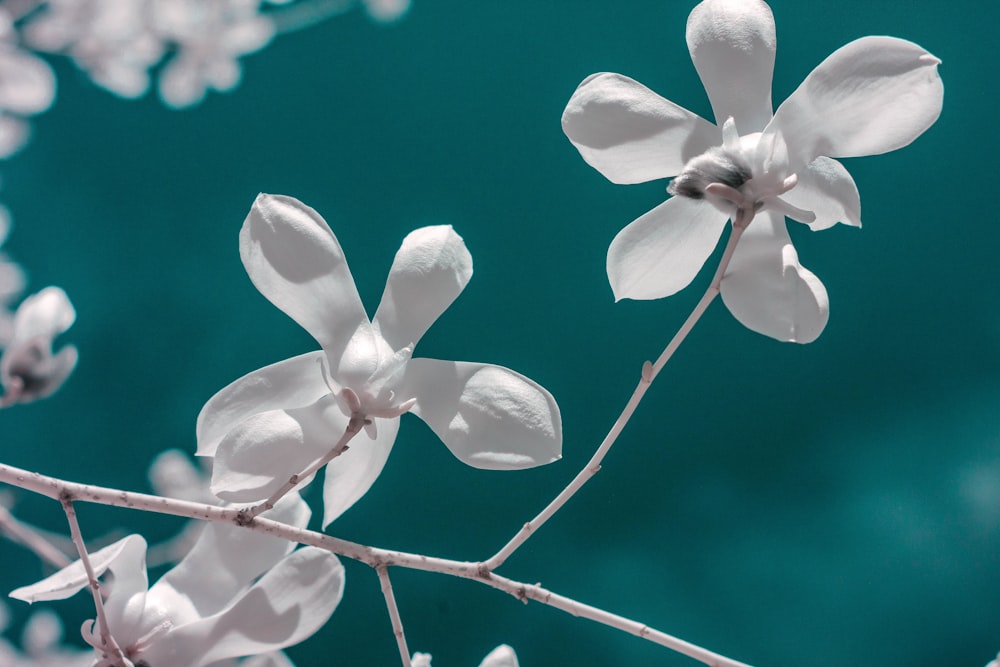 white-petaled flowers