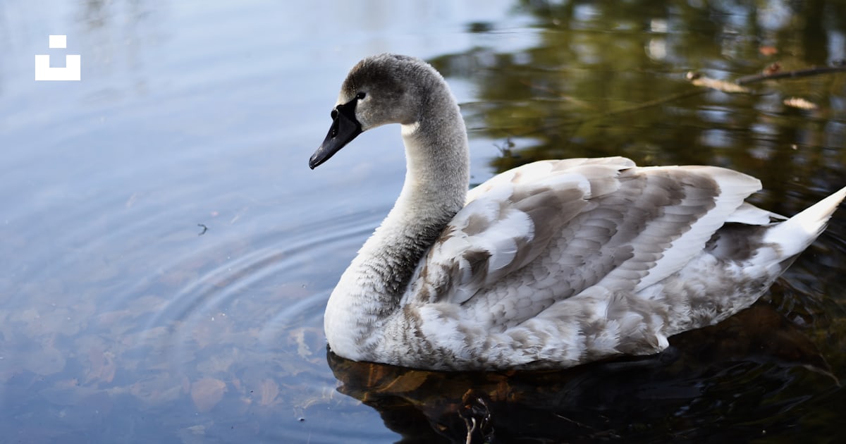 Gray duck photo – Free Grey Image on Unsplash