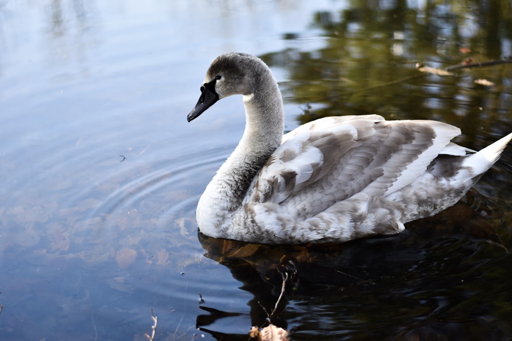 gray duck