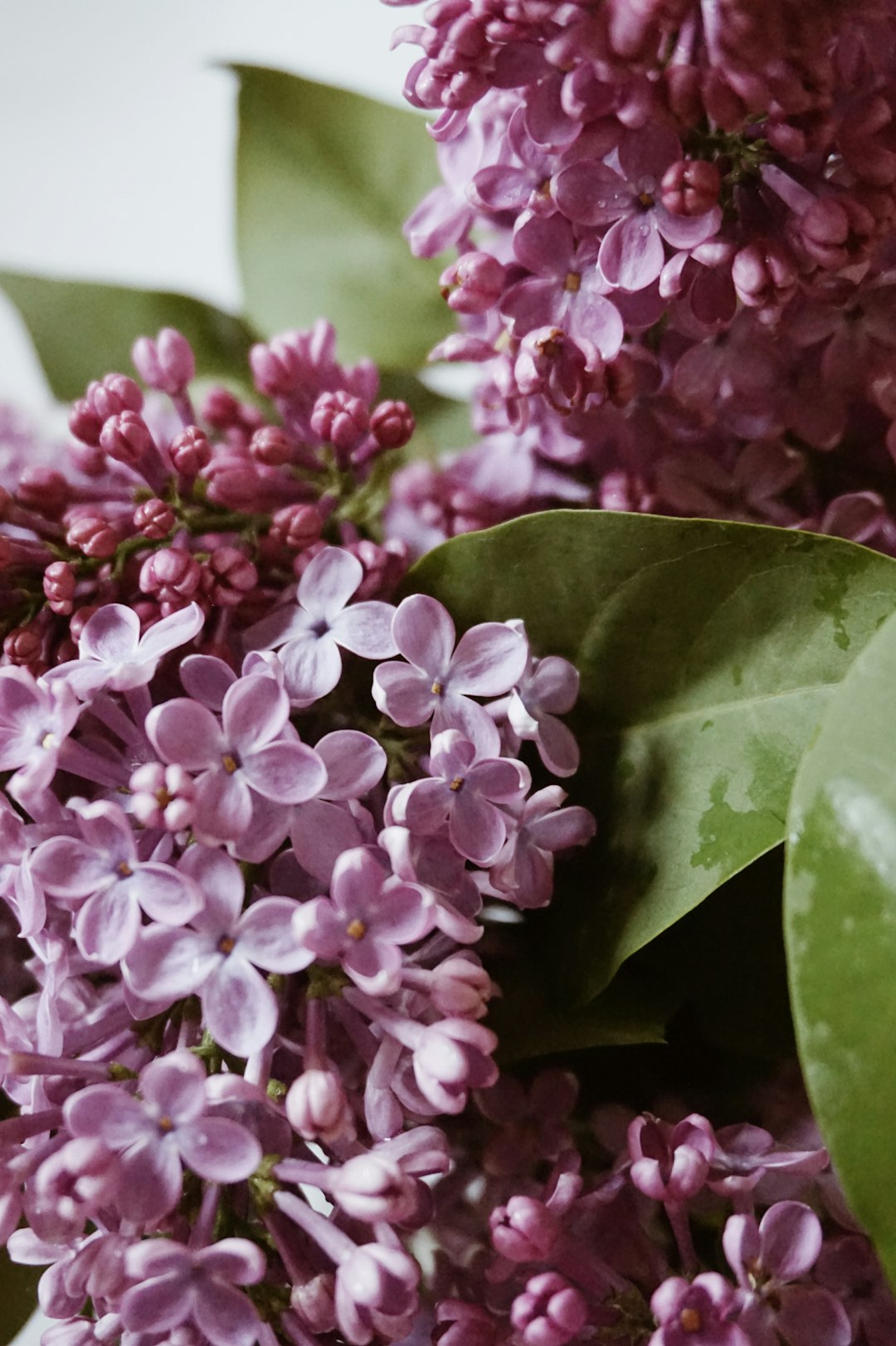 purple-petaled flower