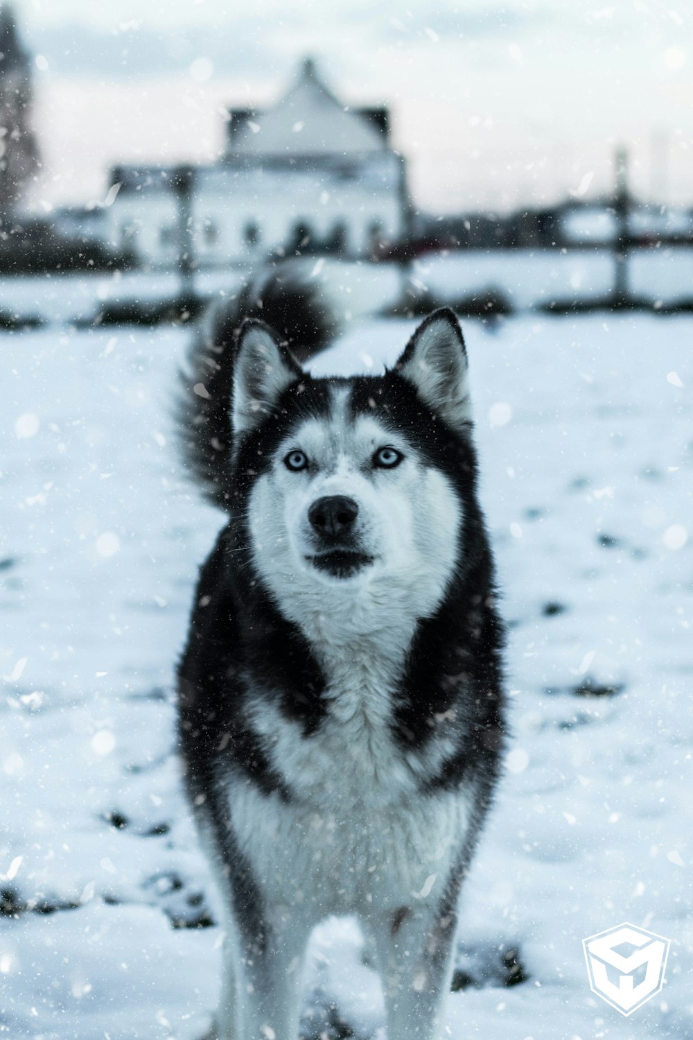 flaches Fokusfoto der Teufelsmaske Siberian Husky