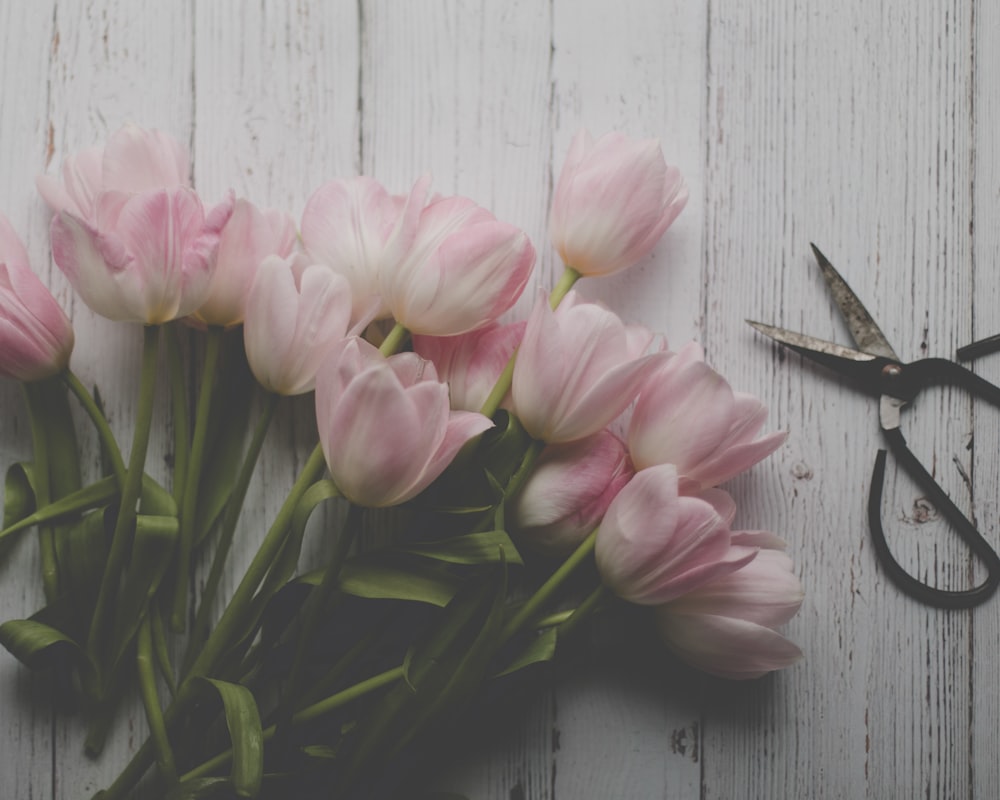 a bunch of pink tulips sitting next to a pair of scissors