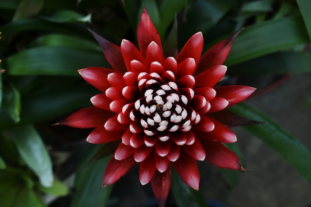 closeup photography of red-petaled flower