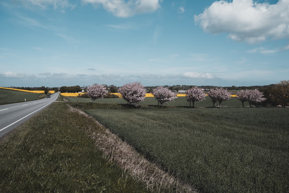 gray pavement road near green trees