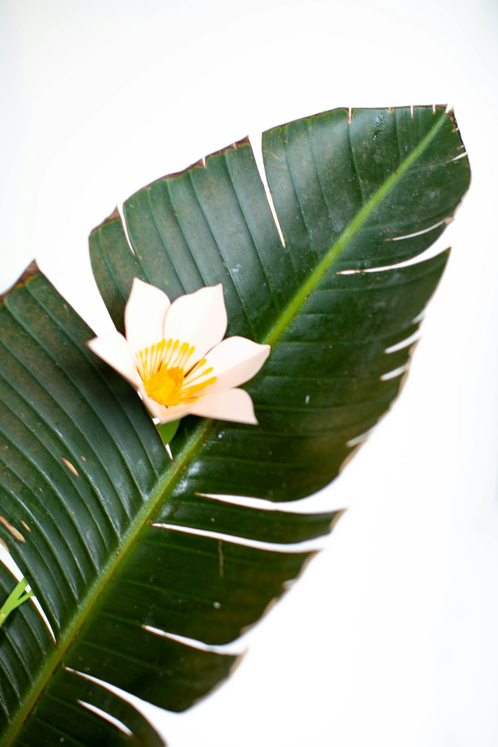 white flower on green leaf