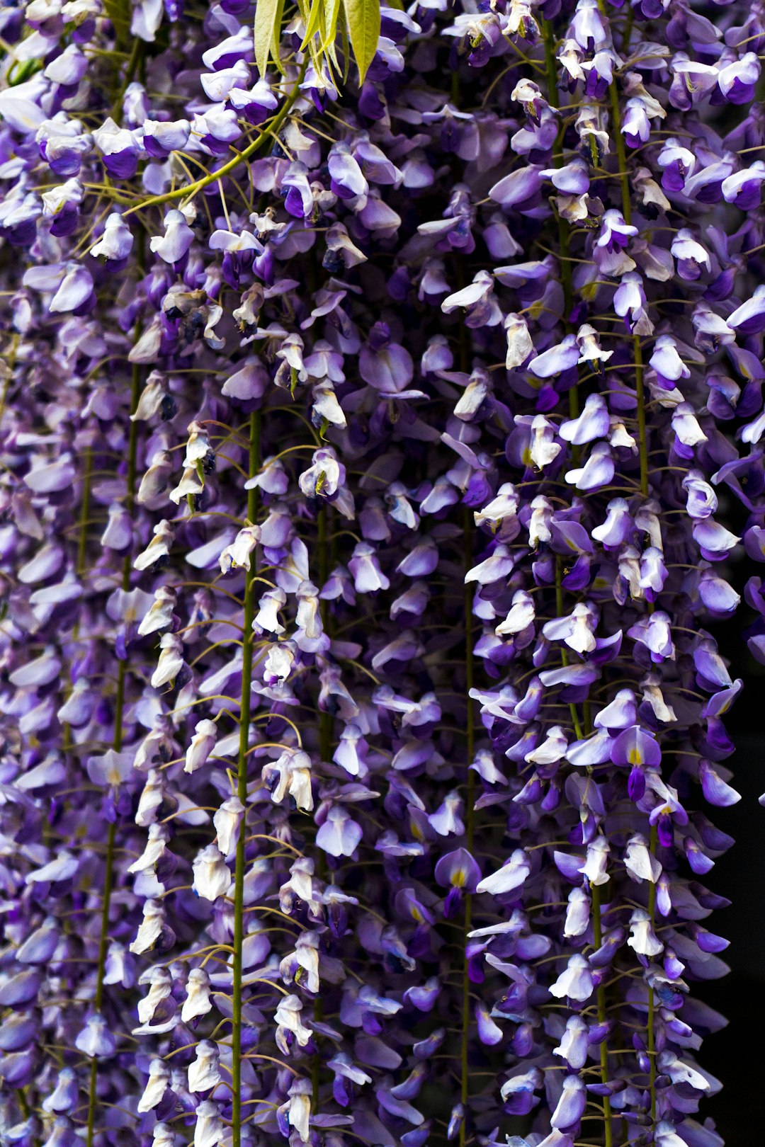 purple petaled flowers at daytime