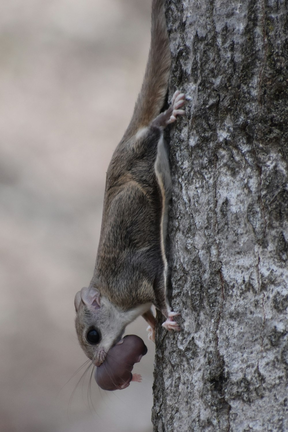 brown squirrel