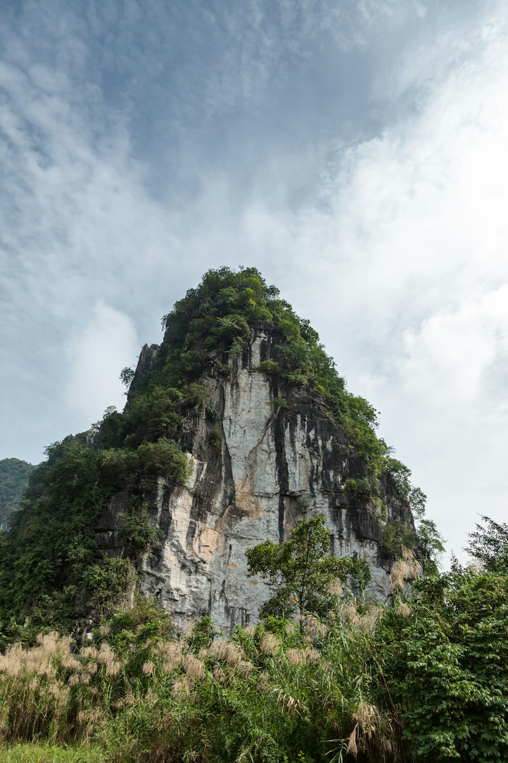 Plantes vertes sur la falaise grise