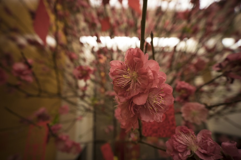 pink petaled flower