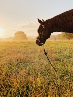 A cowboy adjusting a leather bridle on a calm horse in a sunny field