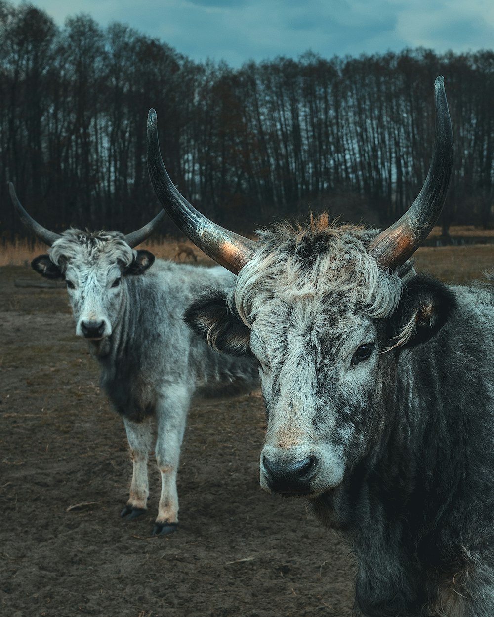 two mountain goats