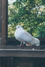 A white pigeon with a band on its foot is perched on a wooden railing. The background features a green mesh indicating an enclosed space, with blurry foliage visible beyond the enclosure.