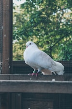 A white pigeon with a band on its foot is perched on a wooden railing. The background features a green mesh indicating an enclosed space, with blurry foliage visible beyond the enclosure.