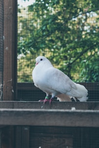 A white pigeon with a band on its foot is perched on a wooden railing. The background features a green mesh indicating an enclosed space, with blurry foliage visible beyond the enclosure.