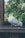 A white pigeon with a band on its foot is perched on a wooden railing. The background features a green mesh indicating an enclosed space, with blurry foliage visible beyond the enclosure.