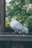 A white pigeon with a band on its foot is perched on a wooden railing. The background features a green mesh indicating an enclosed space, with blurry foliage visible beyond the enclosure.
