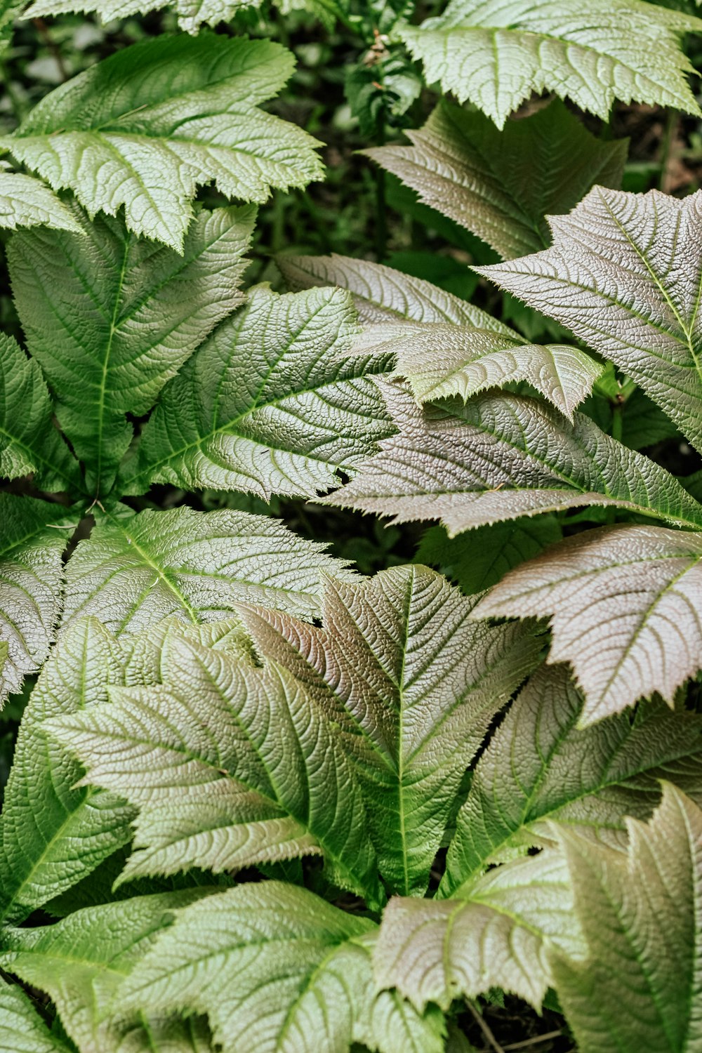 green plants