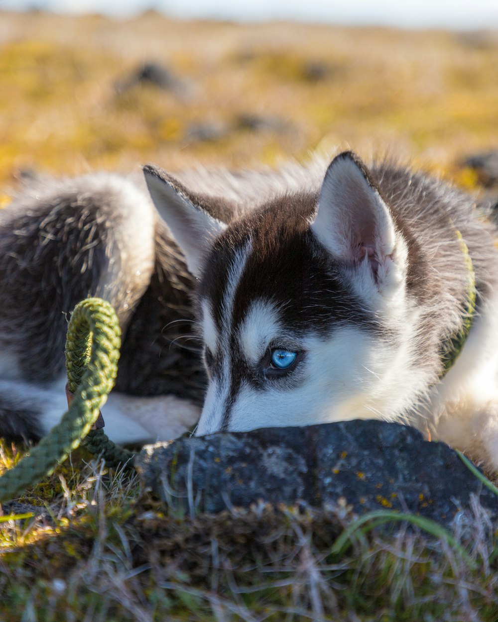 Siberian Husky