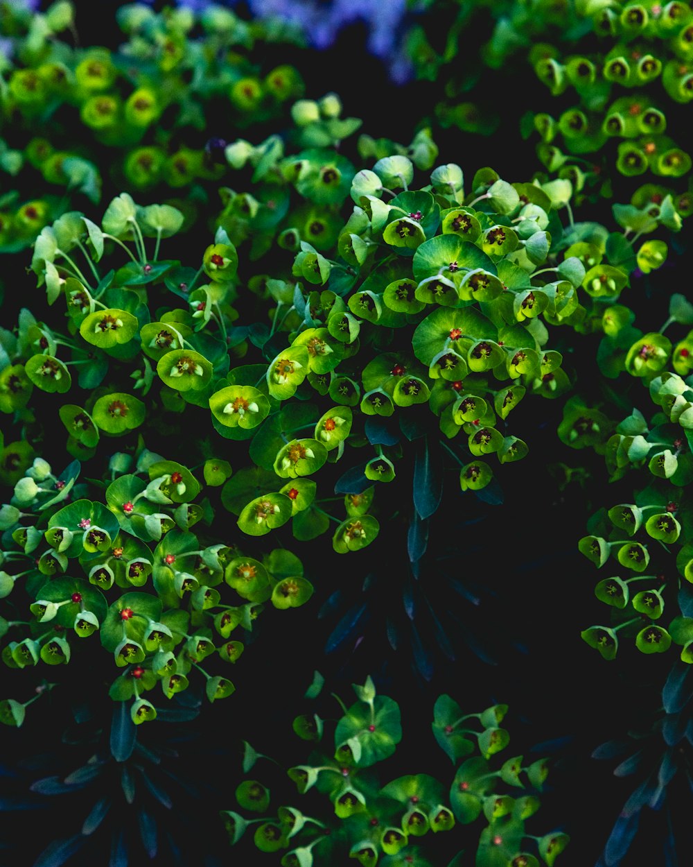 green-leafed plant