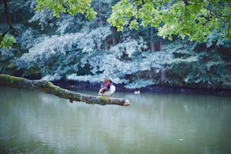 A small flock of wood ducks perched on a mossy branch overhanging a quiet pond.