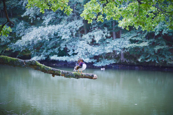 A small flock of wood ducks perched on a mossy branch overhanging a quiet pond.