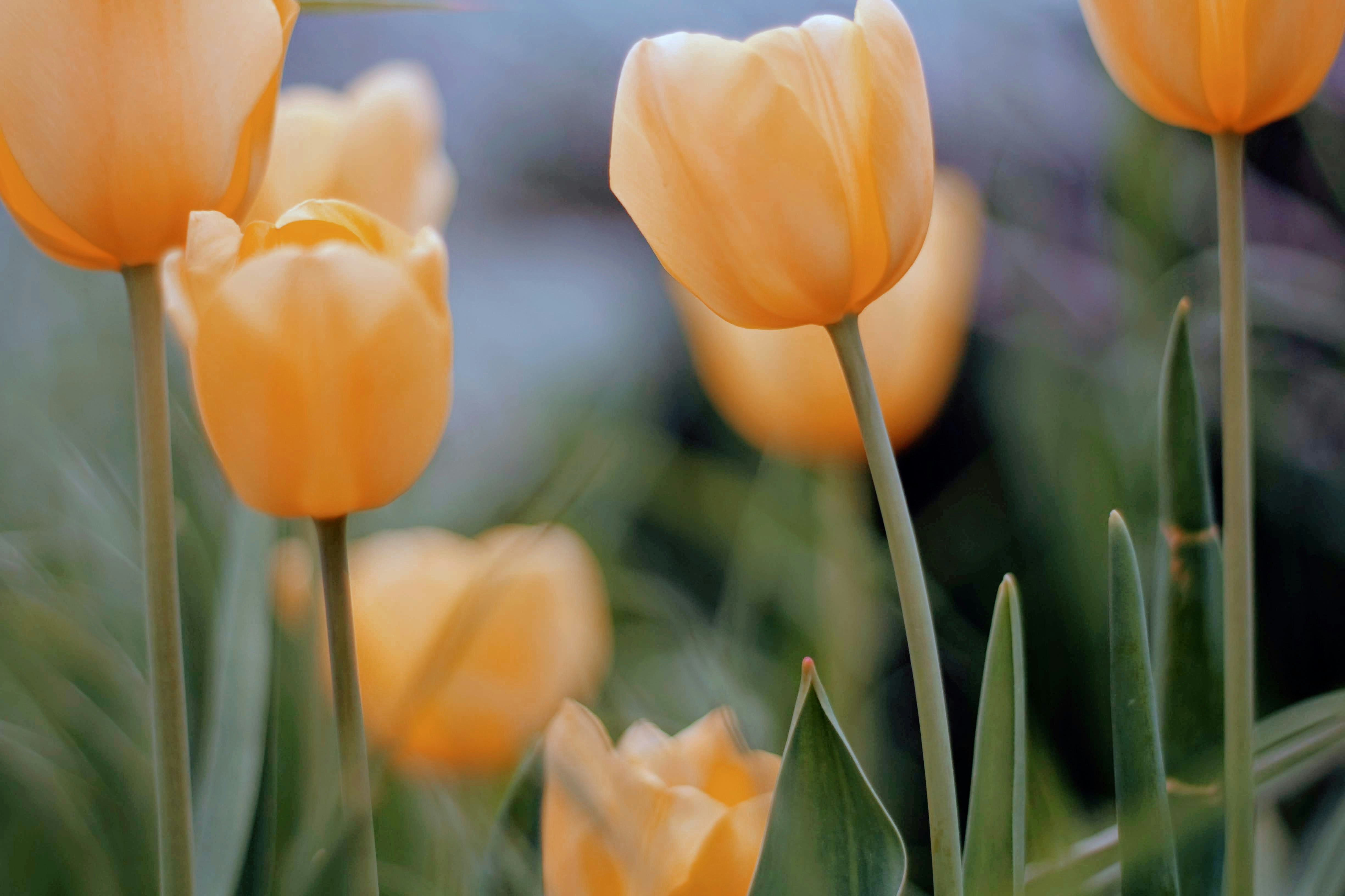 Photo by joshua_hoehne