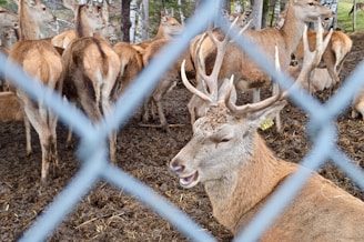 A group of deer is gathered in an enclosed area, with a focus on one deer prominently displaying its antlers. The scene is viewed through a wire fence. The ground appears muddy, and several trees are visible in the background.