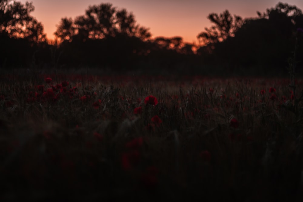 red petaled flower field