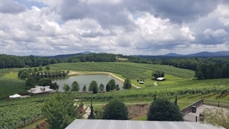 A scenic vineyard landscape where some of the boutique spirits’ ingredients are sourced