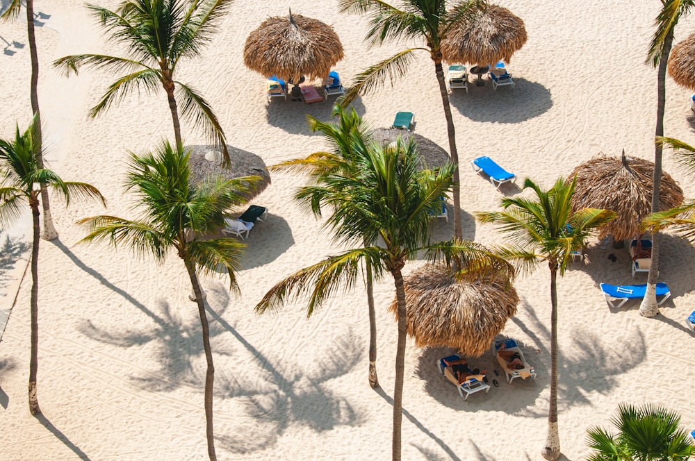 uma praia de areia com palmeiras e espreguiçadeiras
