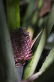 A young pineapple growing in a lush environment. The pineapple is small with green and purple hues on its textured surface. Surrounding the fruit are elongated green leaves, creating a natural and tropical setting.
