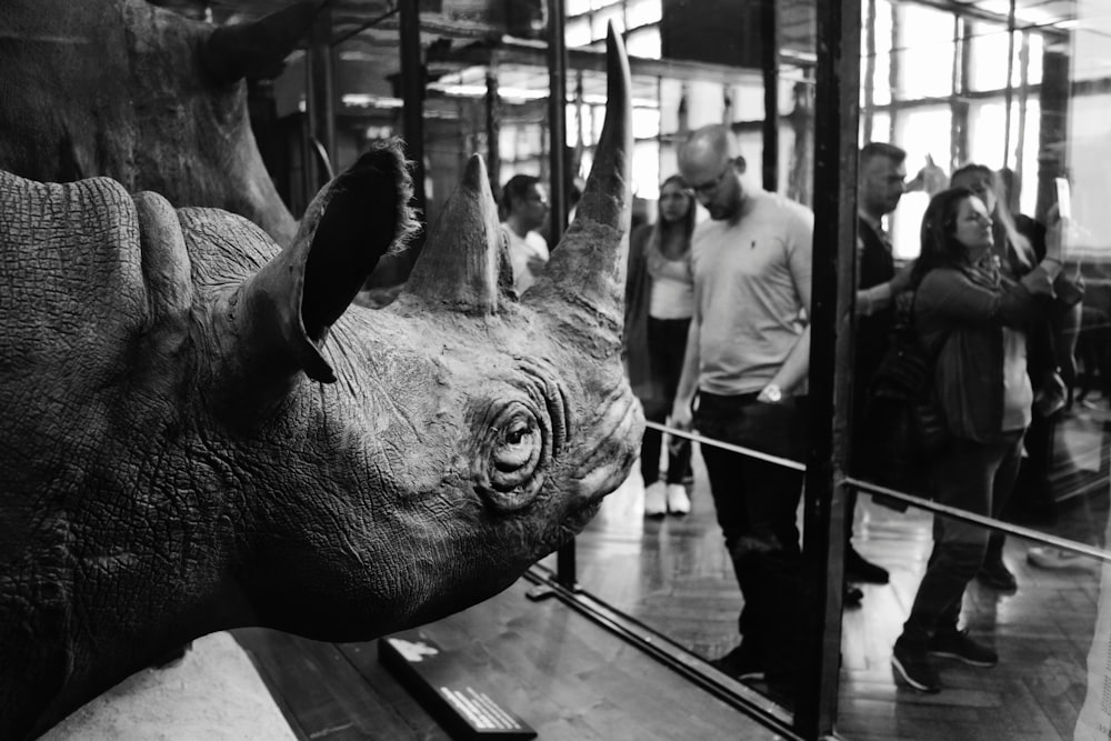 people looking at rhinoceros on display