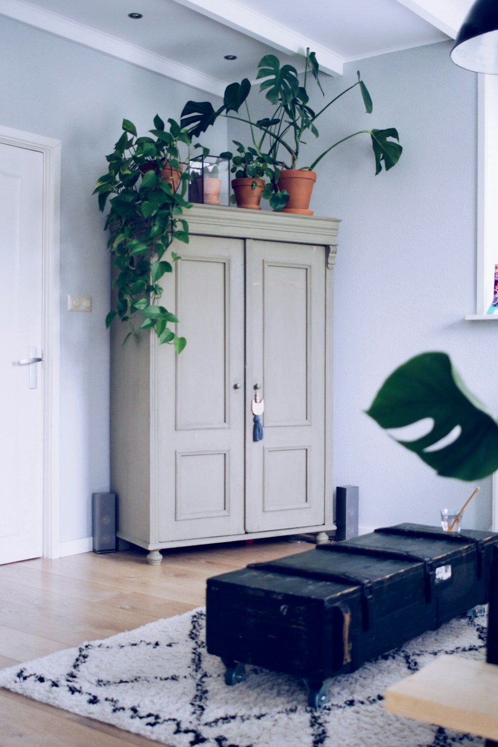 plants on cabinet