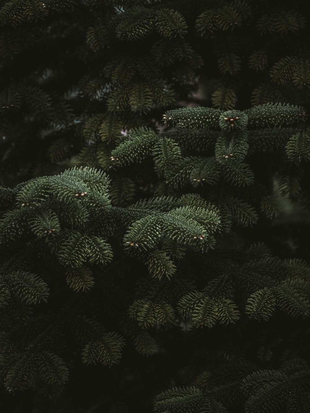 green-leafed tree