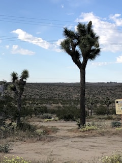 A desert landscape with sparse vegetation and large, spiky Joshua trees. The sky is mostly clear with a few scattered white clouds. In the background, power lines stretch across the horizon. There is a sign on the right side of the image.