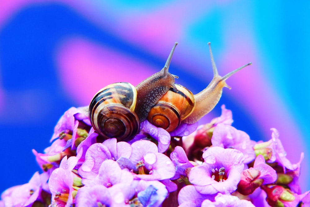 two snails on pink flowers