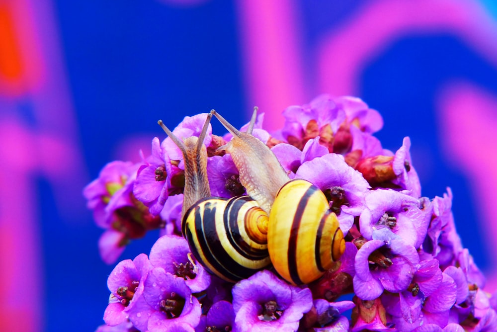 two brown snails on flower