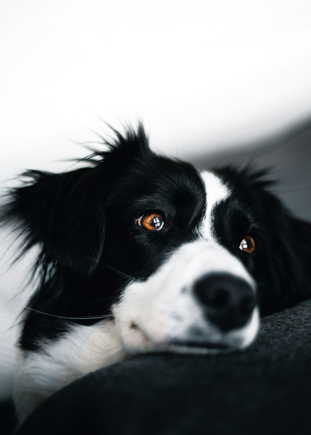 Cão branco e preto deitado no sofá