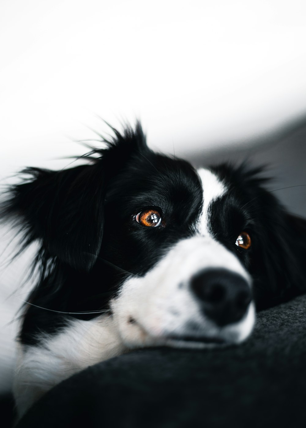 white and black dog lying on sofa