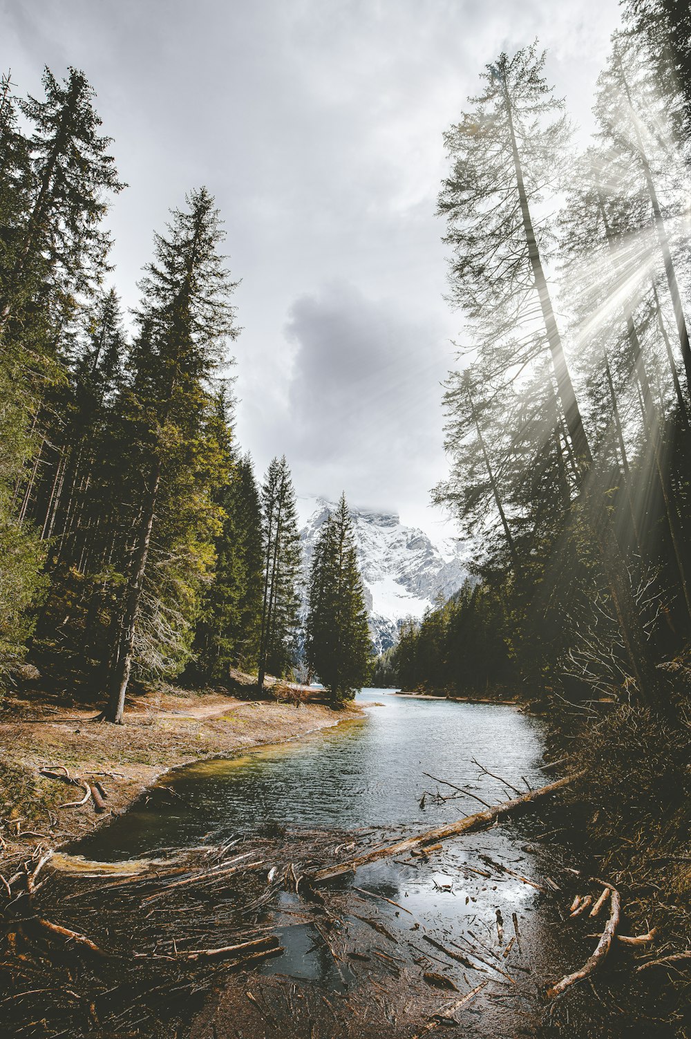 pine trees beside river