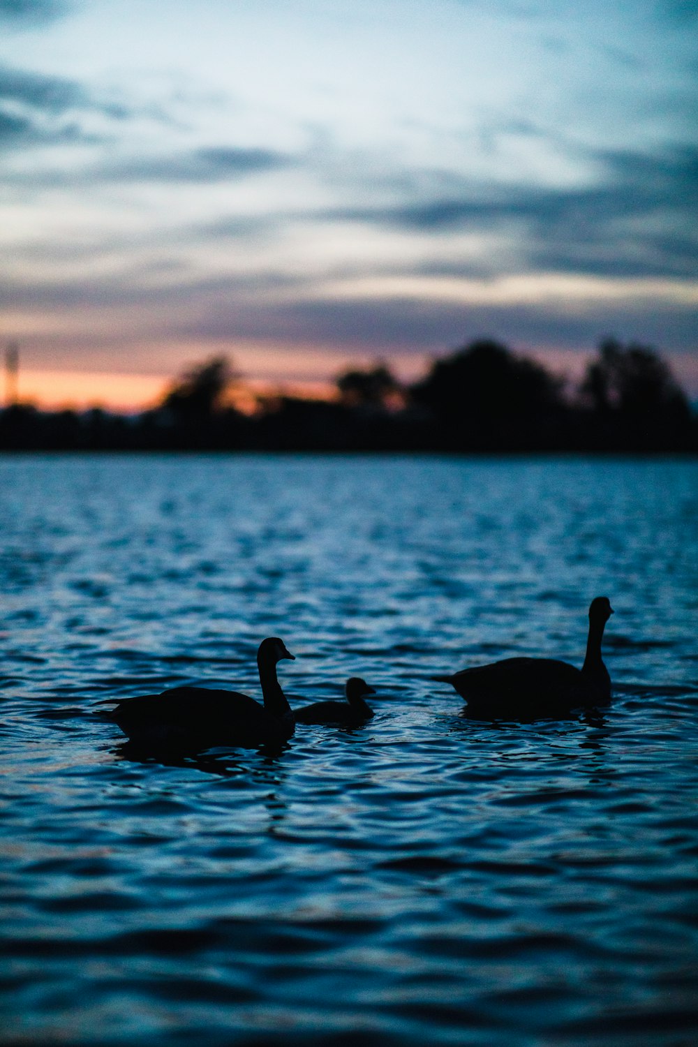 three ducks on calm body of water
