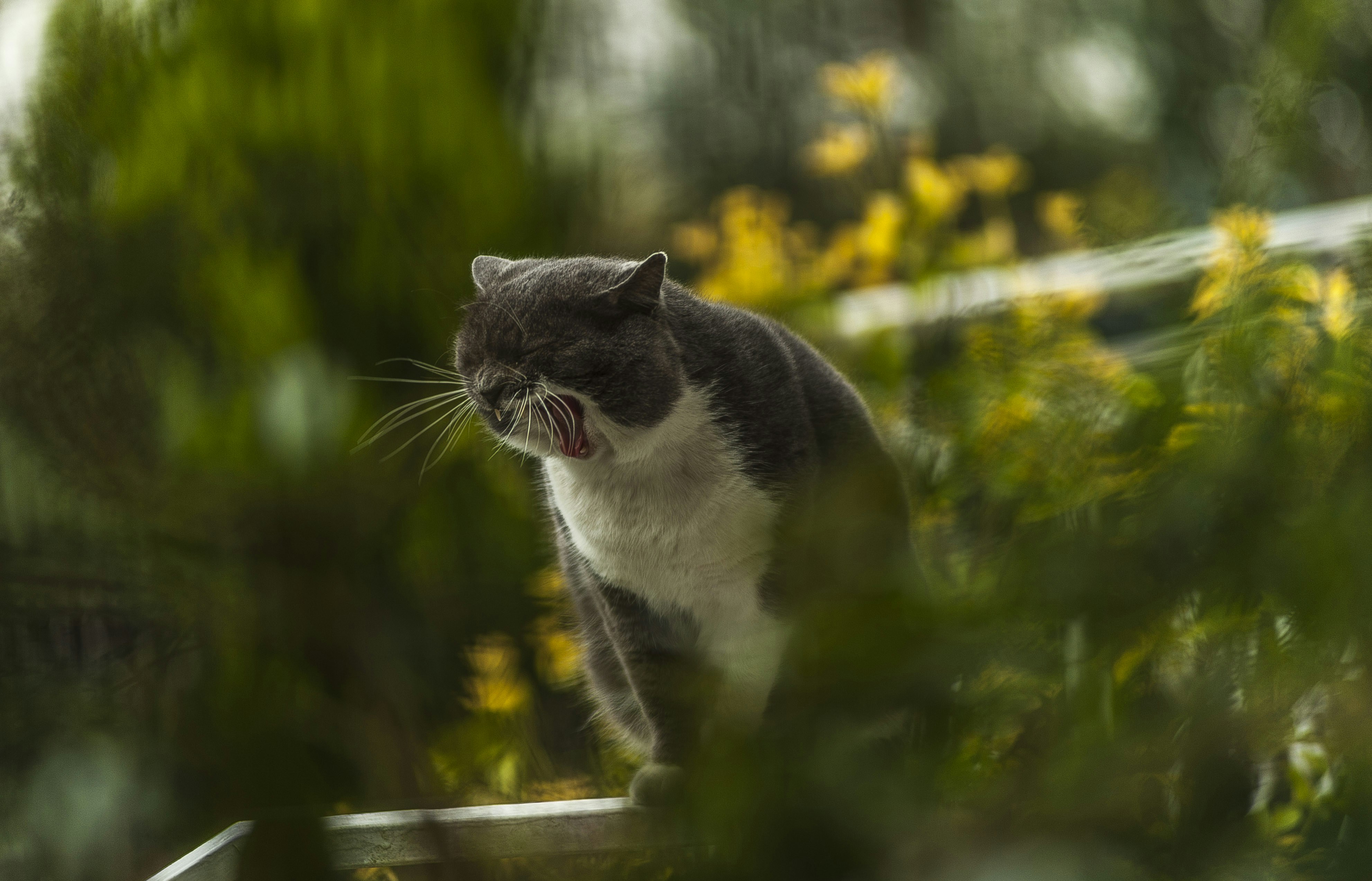 Photo by gopitri_prem