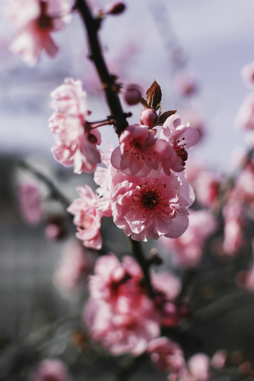 pink petaled flower