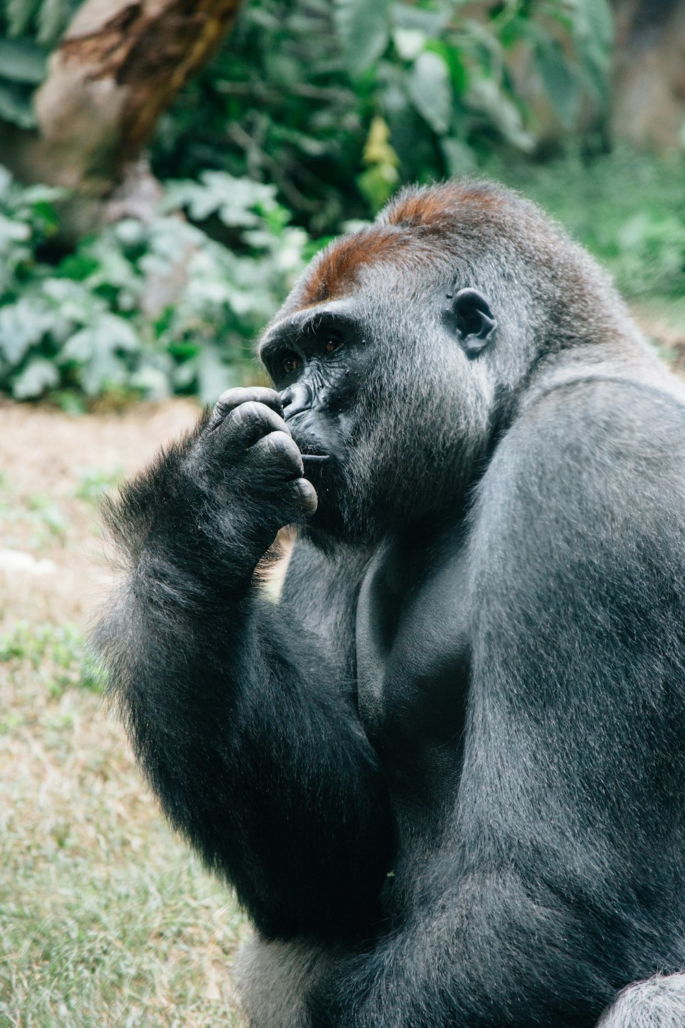 野原で鼻をほじるゴリラの写真 Unsplashの無料動物写真