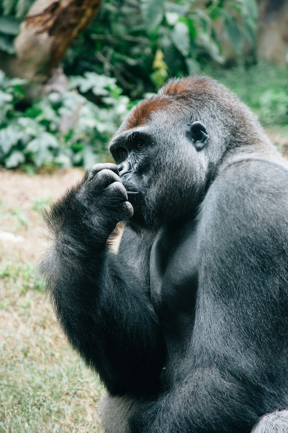 gorilla picking nose in the field