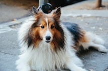 Rough Collie lying on road