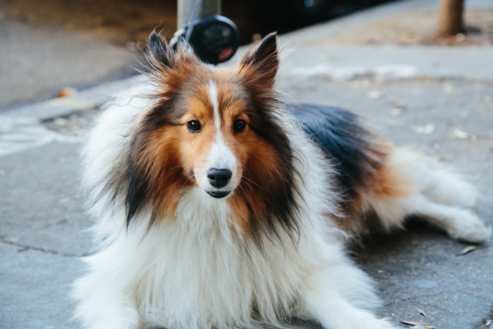 Rough Collie tirado en la carretera