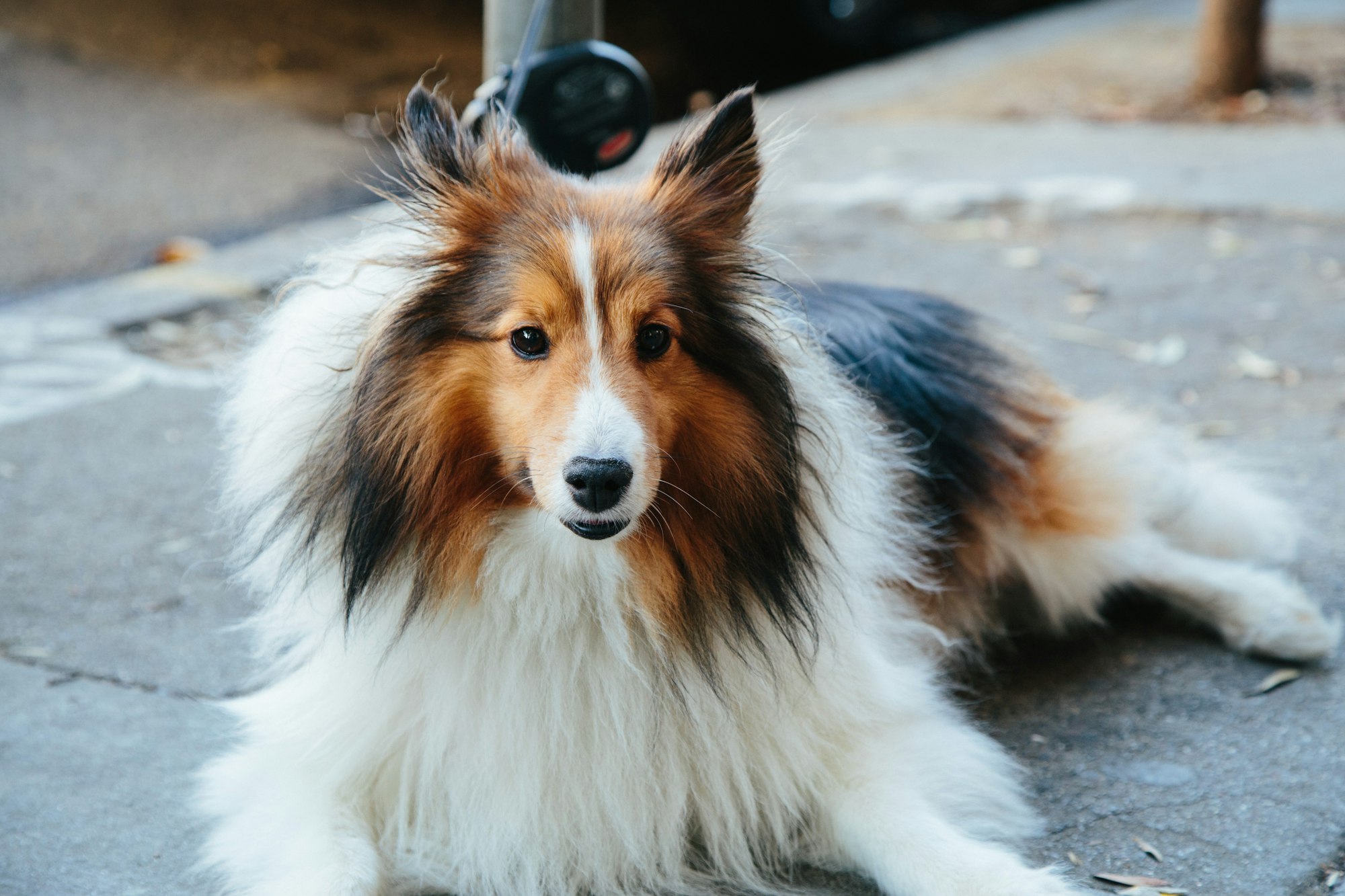 rough collie