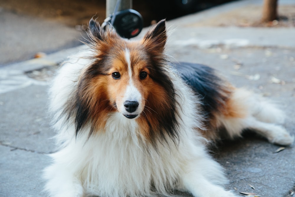 Rough Collie lying on road